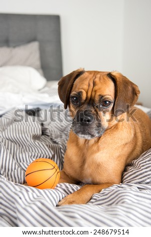 Dark Fawn Puggle Dog Laying on Owners Bed with Rubber Basketball