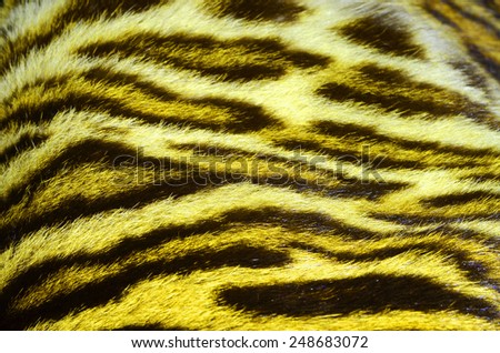 fur of bengal tiger