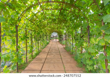 Green Chayote leaf tunnel