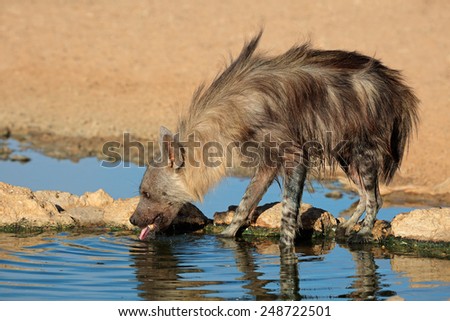 A brown hyena (Hyaena brunnea) drinking water, Kalahari desert, South Africa 