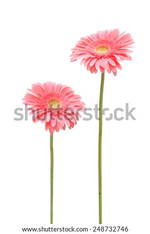 two gebera (african daisy) isolated on white