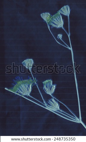 abstract composition of dried wildflowers. suitable for art design and scrapbooking