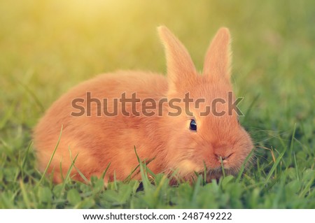 Closeup photo of a  little rabbit on green grass