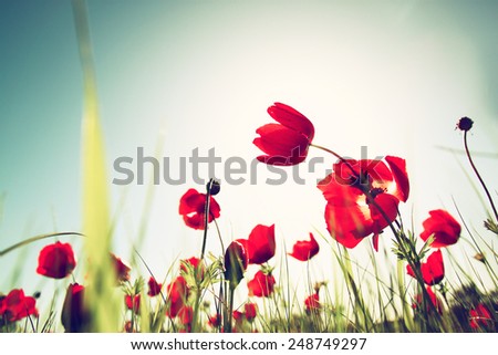 low angle photo of red poppies against sky with light burst. 