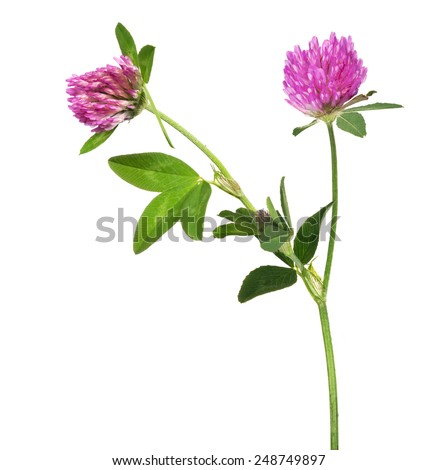 single clover flower isolated on white background Royalty-Free Stock Photo #248749897