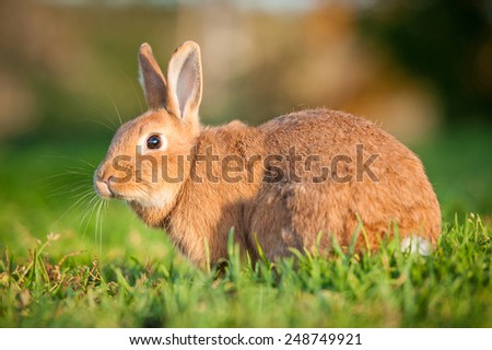 Red dwarf rabbit sitting in the grass