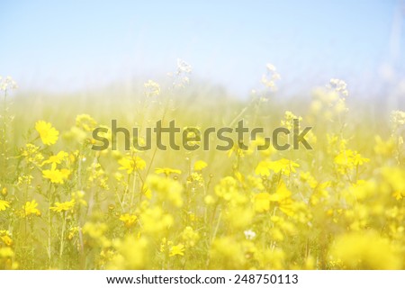 double exposure of flower field bloom, creating abstract and dreamy photo