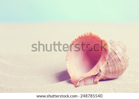 Sea shell on a beach, toning