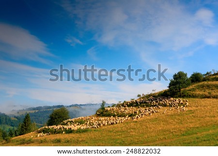Pieniny Sheep Royalty-Free Stock Photo #248822032