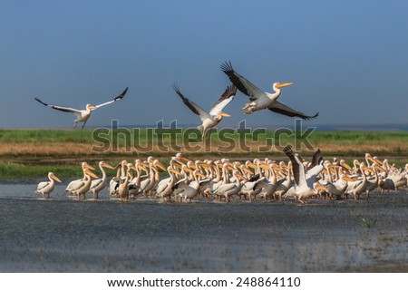 white pelicans (pelecanus onocrotalus) in the Danube Delta, Romania