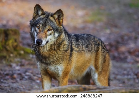 Eurasian wolf look around