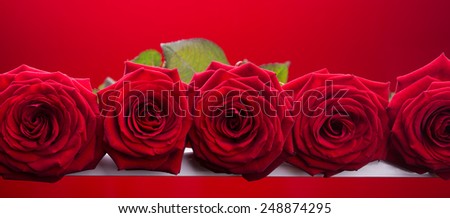 Rose flowers on red background