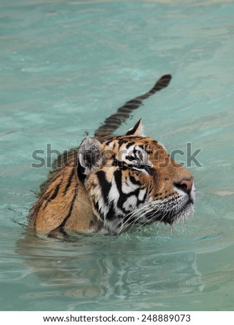 Picture of a beautiful tiger in the water