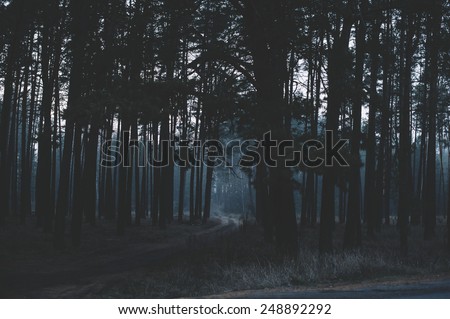 Mysterious dark night forest Royalty-Free Stock Photo #248892292