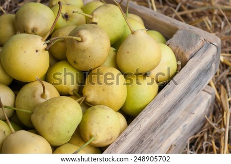 Yellow ripe pears in a box. Pears in the straw.