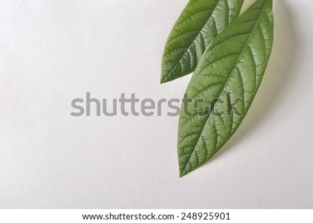 Handmade paper to demanding typo and email.Fine handmade paper,dynamic appearance live green leaves (avocado) cast their shadows.