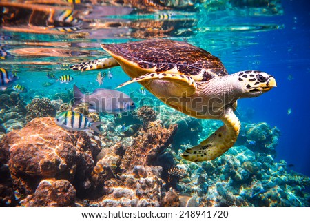Hawksbill Turtle - Eretmochelys imbricata floats under water. Maldives Indian Ocean coral reef. Royalty-Free Stock Photo #248941720