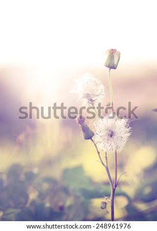 Vintage photo of Abstract nature background with wild flowers and plants dandelions, instagram filter