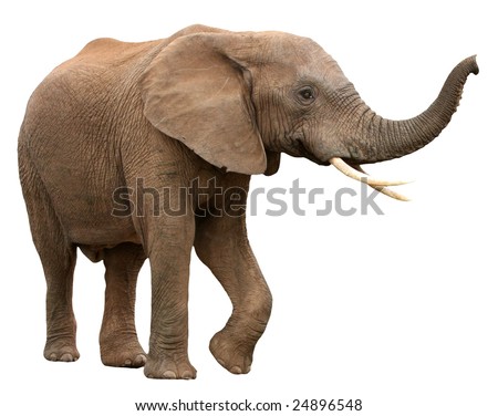 Large male African elephant with long curved tusks - isolated