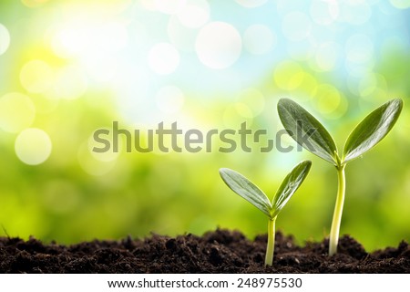 Young sprout in springtime,Closeup. Royalty-Free Stock Photo #248975530