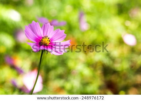 Cosmos flower in garden