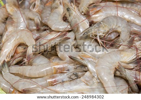 Fresh Shrimp for Cooking
