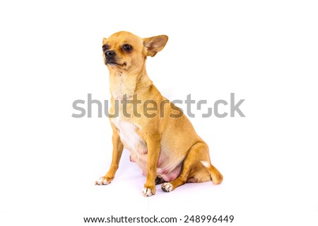Chihuahua pregnant
