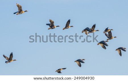 a flock of geese Anser albifrons 