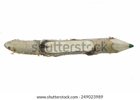 Close-up of a Birch Bark Covered Green Pencil Made From Natural Birch Wood Twig, Isolated on White.