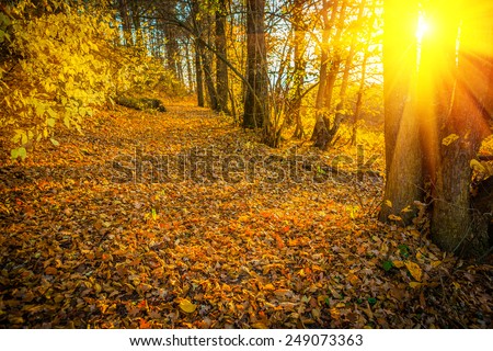 sunset with sun  in autumn forest instagram stile 