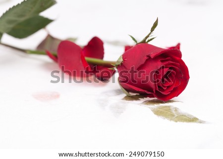 red rose on white background, Valentines Day background.