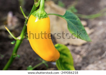 Yellow Illuminating color pepper in hothouse, closeup