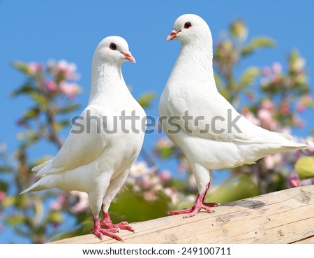 Two white pigeon on flowering background - imperial pigeon - ducula 