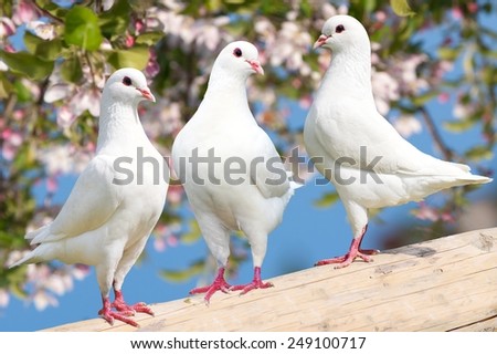 Three white pigeon on flowering background - imperial pigeon - ducula  Royalty-Free Stock Photo #249100717