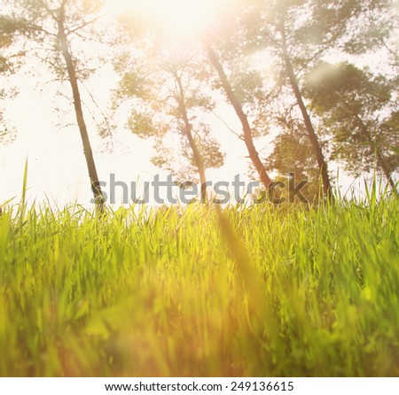 abstract photo of light burst among trees and glitter bokeh. image is blurred 