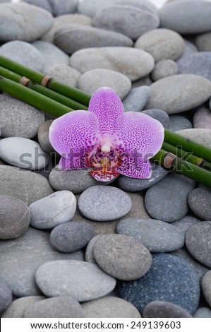 Pink orchid and bamboo grove on pebbles