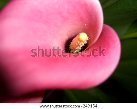 This photo is of a Close Up photo of a Calla Lily.