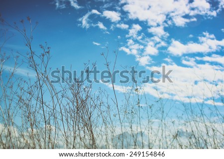 dried tree against blue sky. image is retro filtered 
