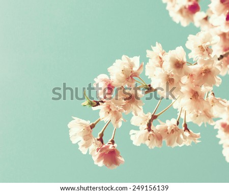 Cherry blossoms on mint 