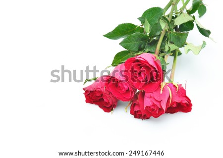 The red rose for Valentine's day