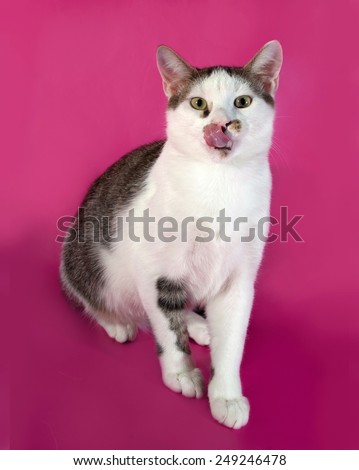 White kitten teenager with black spots  sitting on pink background