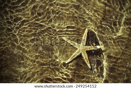 sea star under the warm sea water in summer