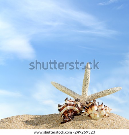 Starfish and sea shells on the sandy beach and blue sky