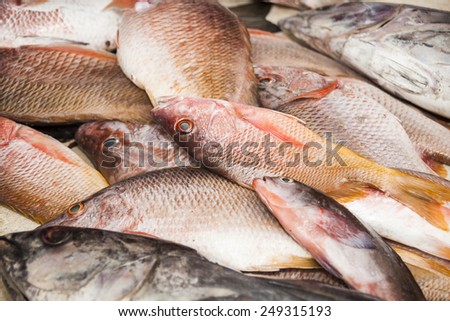 bunch of fresh snapper on the market