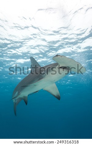 A view from below a hammerhead shark with blue water in background.  Sphyrna mokarran