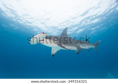Hammerhead shark with blue water in background.  Sphyrna mokarran