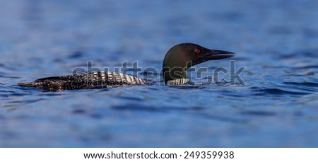 Common Loon swimming in a lake in north Quebec. These birds live in solitary breeding pairs and protect their location fiercely against all intruders, The haunting call of the loon is well known.