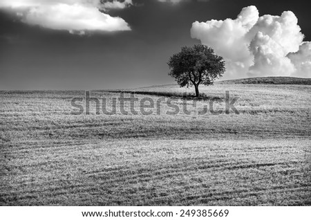 Black and white photo of a lonely tree on the hill, beautiful cloudy sky, wonderful natural landscape, conception of solitude, Tuscany, Italy