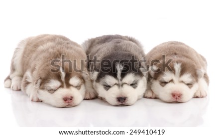 Three siberian husky puppies sleeping on white background isolated