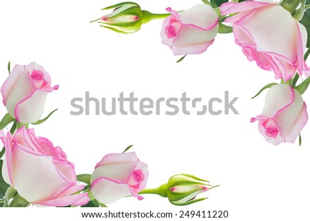 Beautiful pink rose rose with leaves isolated on white.